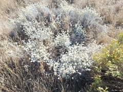 Eriogonum wrightii trachygonum