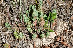 Petrosedum sediforme