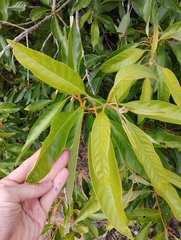 Citharexylum myrianthum