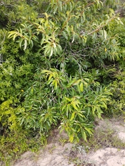 Citharexylum myrianthum