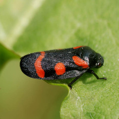 Cercopis