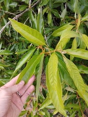 Citharexylum myrianthum