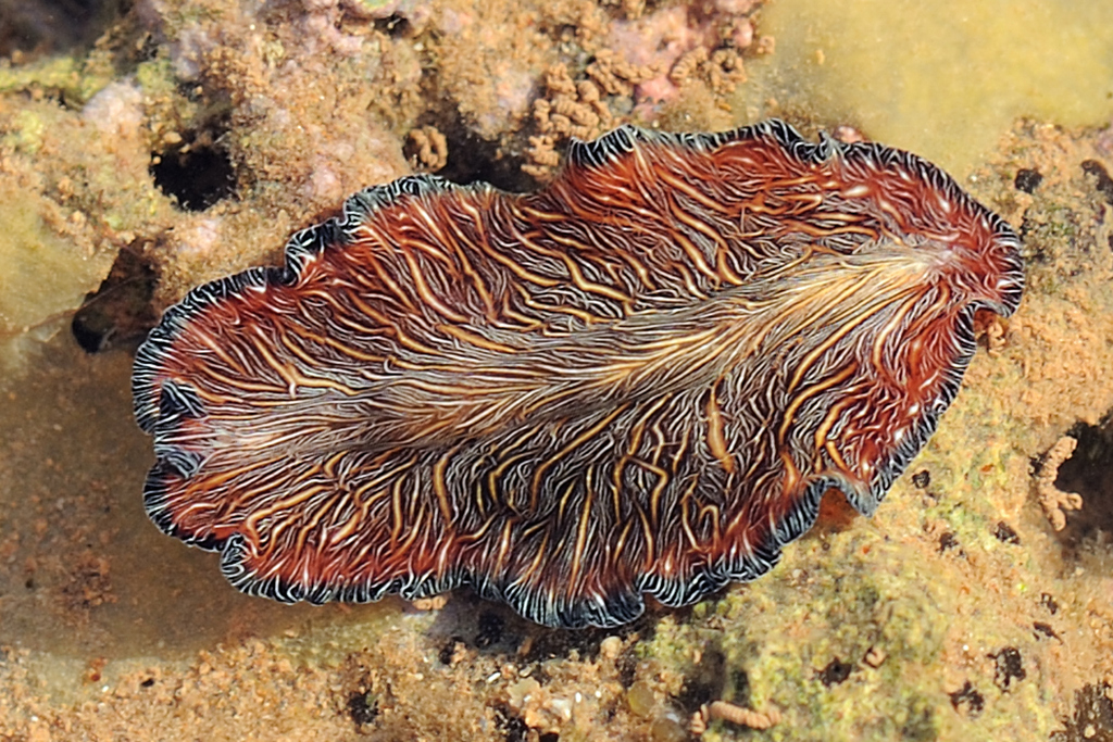 Persian Carpet Flatworm from Port Hedland on January 9, 2023 at 0722 AM by dorisreef. Port
