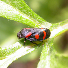 Cercopis