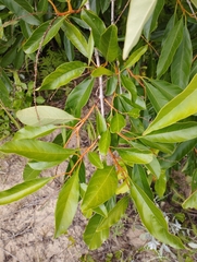 Citharexylum myrianthum