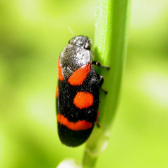 Cercopis