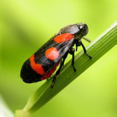 Cercopis