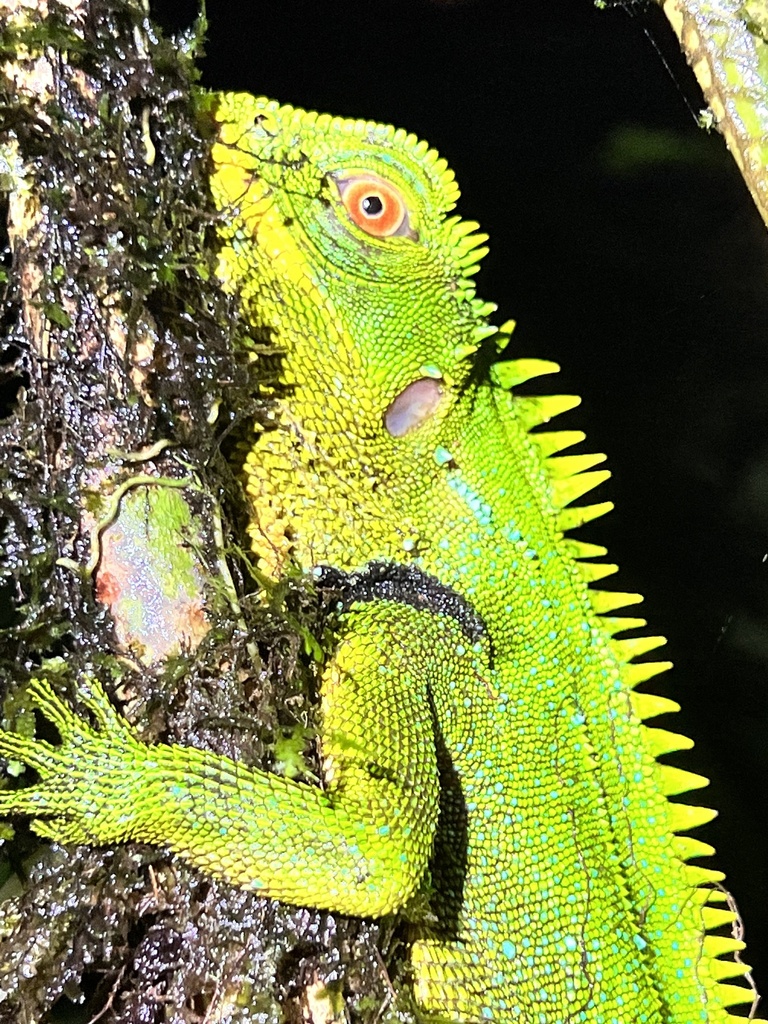 Red-eyed Woodlizard