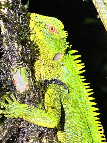 Red-eyed Woodlizard