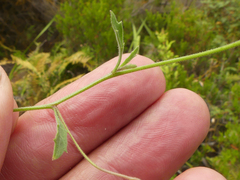Lobelia pubescens