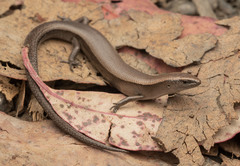 Lampropholis caligula