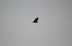 Haliaeetus