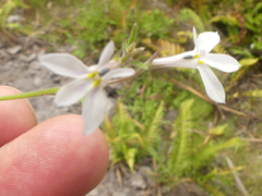 Lobelia pubescens