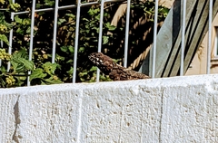 Laudakia vulgaris