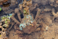 Paranaxia serpulifera