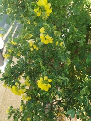 Coronilla