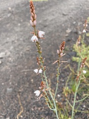 Asphodelus fistulosus