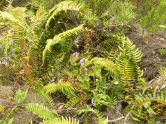 Pseudoselago verbenacea