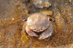 Matuta
