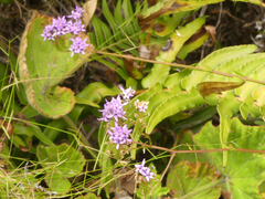 Pseudoselago verbenacea