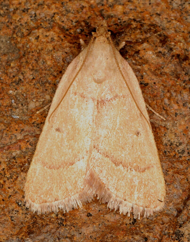 Zitha subcupralis