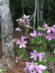 Sabatia angularis