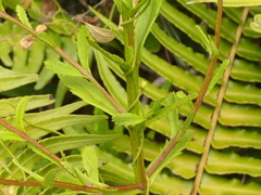 Pseudoselago verbenacea