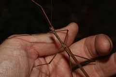 Anchiale austrotessulata