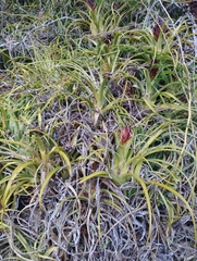 Aechmea recurvata