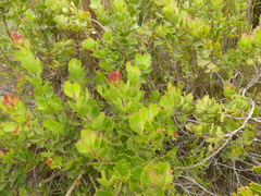 Searsia
