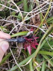 Aechmea recurvata