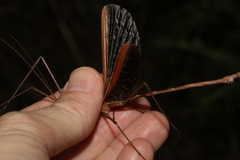 Anchiale austrotessulata