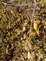 Grewia flavescens
