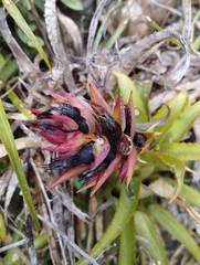 Aechmea recurvata