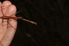 Anchiale austrotessulata