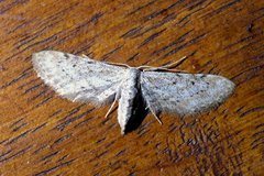Idaea