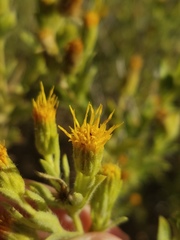 Heterotheca oregona