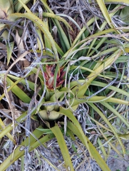 Aechmea recurvata