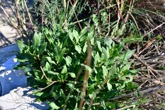 Centranthus ruber