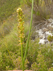 Thesium spicatum