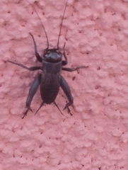 Melanogryllus desertus