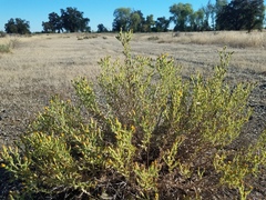 Heterotheca oregona