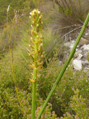 Thesium spicatum