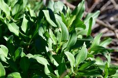 Centranthus ruber