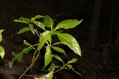Lophostemon confertus