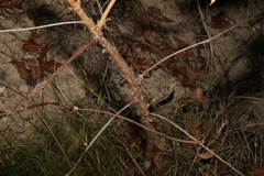 Lophostemon confertus