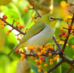 Zosterops simplex simplex