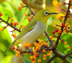 Zosterops simplex simplex