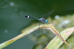 Micrathyria ocellata