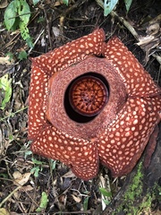 Rafflesia arnoldii